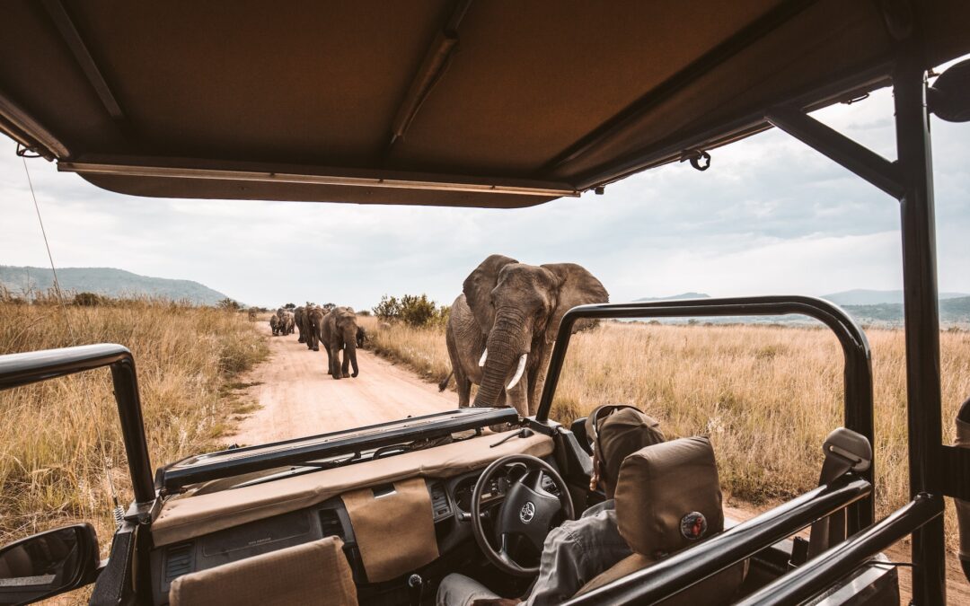 Safari avec Stay Travel